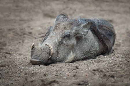 A wart hog lying on the ground asleepの写真素材