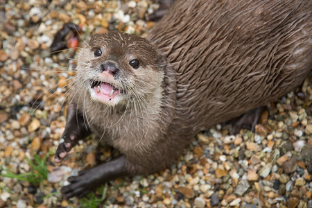 Close portrait of an asian short clawed otter looking up and smiling showing open mouth and teethの写真素材