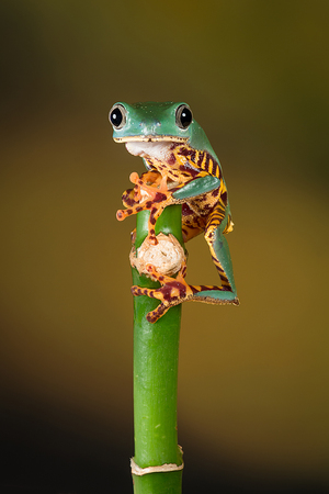 close image of a tiger leg tree frog balancing on the top of a bamboo shoot and staring forwardの写真素材
