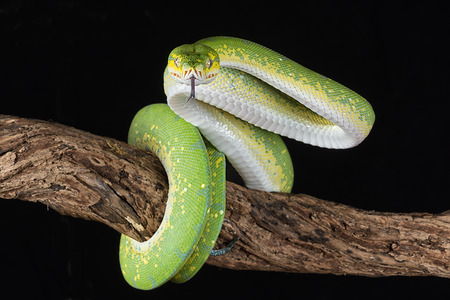 a green tree python wrapped around a branch with its tongue out about to strike against a black...