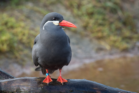 A full portrait of an inca tern standing on a log with a pool in the background and space for textの写真素材