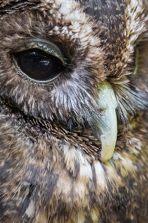 Very close image of the beak and eye od a woodford owl in upright vertical formatの写真素材