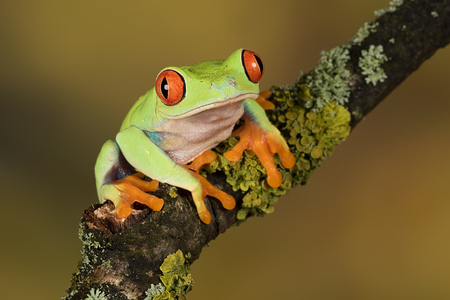 Close up portrait of a red eyed tree frog balancing on a branch against a plain natural backgroundの写真素材