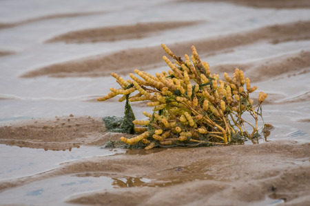 A samphire plant growing on the beach in the sand exposed with the tide out and seaweed on the stemの写真素材