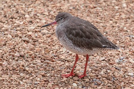 Close up full photograph of a redshank searching for food on a shingle beachの写真素材