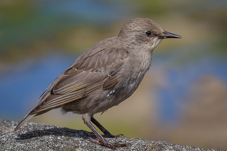 Close up side profile portrait of a juvenile starling standing on a stone wall