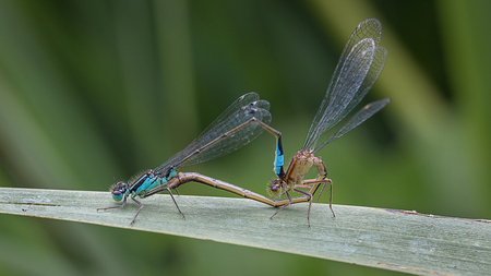 A close up photograph of a pair of damsel flies mating on a blade of grassの写真素材