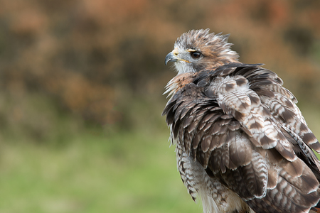 A close detailed profile portrait of a red tailed hawk with ruffled feathers looking to the leftの写真素材
