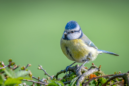 A full length photograph of a small blue tit perched on a hedge branches foraging for food against a green background with space for textの写真素材