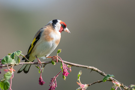 A profile portrait photograph of a goldfinch perched on a branch of pink red flowers buds posing and looking to the rightの写真素材