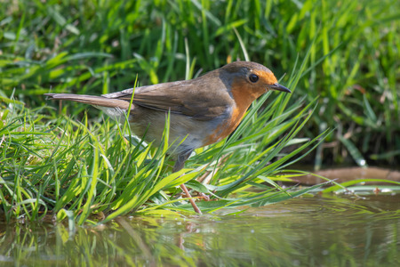A robin standing on the grass at the edge of a pond pool staring intently into the water surrounded by grassの写真素材