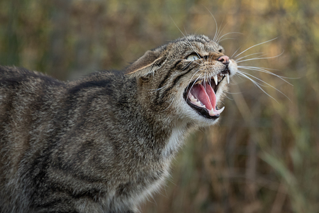 A very close up detailed portrait of a scottish wildcat snarling and showing its teeth facing rightの写真素材