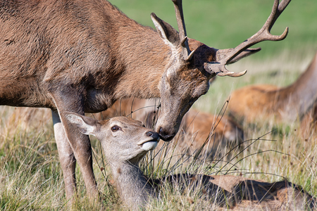 a stag and a doe appear to be kissing. Taken just before the start of the rutting season. The doe is lying down and the stag is leaning over in what appears to be an embraceの写真素材