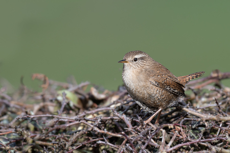A small wren perched on the top of a hedge. It is a profile portrait looking to the leftの写真素材