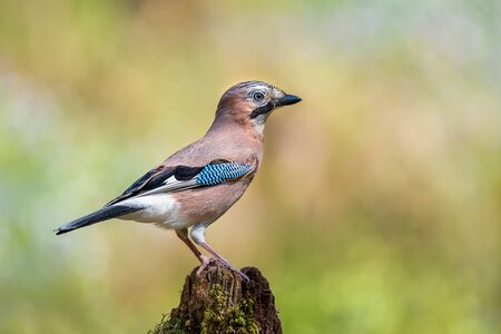 A side view profile portrait of a jay perched on the top of an old tree stumpの写真素材