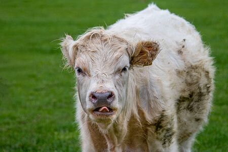 A close up head portrait of a young bullock facing the camera and putting his tongue outの写真素材