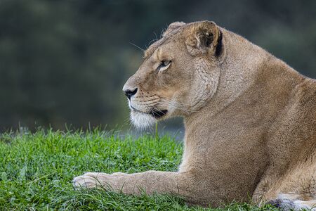 A close side profile head and shoulders portrait of a lioness relaxing on the grassの写真素材