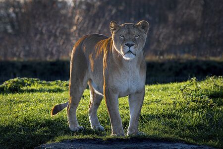 A lioness, back lighting, looks forward at the camera as it stands on the grassの写真素材