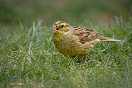 Taken at ground level, this female yellowhammerの写真素材
