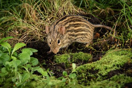 Close up of a zebra mouse scavenging in the undergrowth for food. Lemniscomys, sometimes known as...