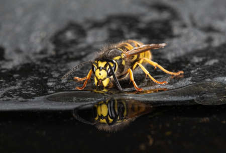 A close up of a single wasp at the edge of a pool drinking. The wasp is reflected in the waterの写真素材