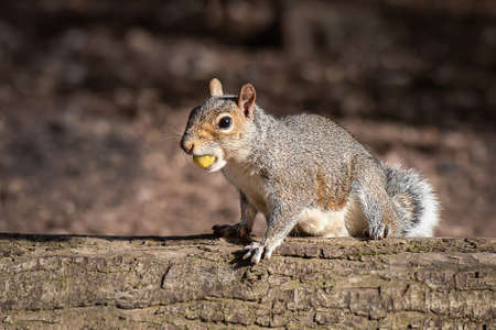 A close up portrait of an alert grey squirrel, Sciurus, sitting on a log in the sunshine with an acorn in its mouthの写真素材