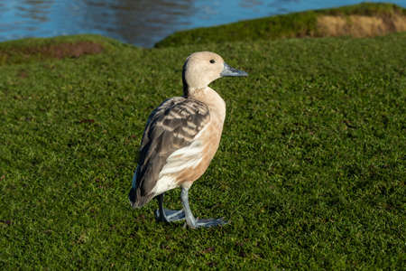 Portrait of a fulvous whistling duck or fulvous tree duck, Dendrocygna bicolor, standing on the...