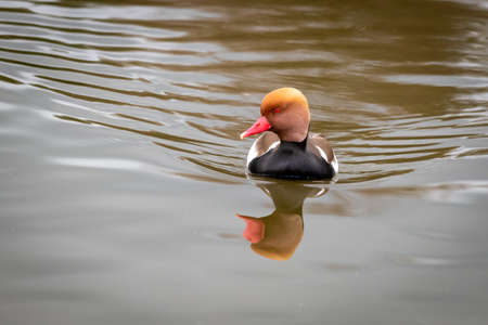 A red crested pochard, Netta rufina, swimming towards the camera looking left for a profile portrait beautifully reflected in the waterの写真素材