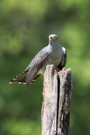 A common cuckoo, Cuculus canorus, perched on top of an old wooden post staring forward. Copy space all around the subjectの写真素材