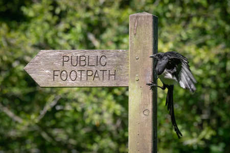 A magpie pica pica, landing on a public footpath wooden postの写真素材
