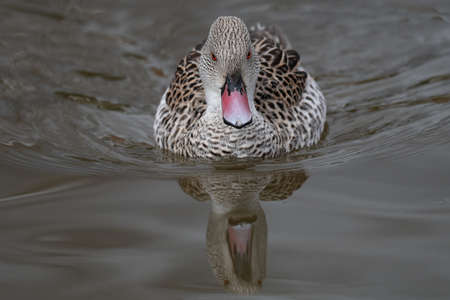 A close up of a cape teal, Anas capensis, as it swims towards the camera. It is reflected in the...