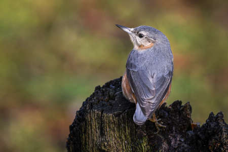 A nuthatch, Sitta europaea, from the back as it is perched on an old stump. There are no people and the background in out of focus naturalの写真素材