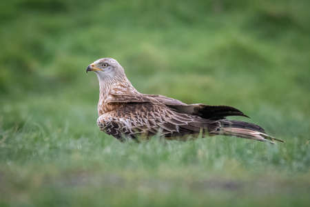 A close up portrait of a red kite, milvus milvus, standing on the grass with out of focus foreground and backgroundの写真素材