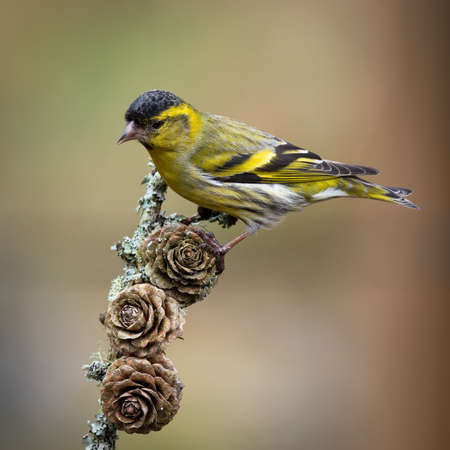 A close up portrait of a male siskin perched on an old twig. The background is natural out of focus with copy spaceの写真素材
