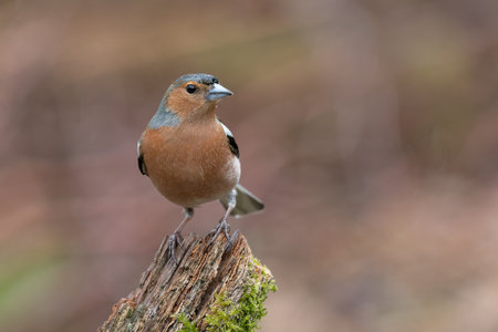 portrait of a male chaffinch, Fringilla coelebs, as it is perched on an old tree stumpの写真素材