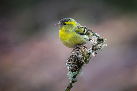 A portrait of a male siskin is perched on the top of a branch. The background is natural and clean...