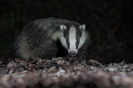 Close up of the head and face of a badger as it is foraging in the leaves. Taken at night with flash, there is copy space around the animalの写真素材