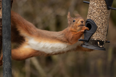 an amusing funny image of a red squirrel as it stretches from a treen over to a bird feeder as it steals the food from a bird feederの写真素材