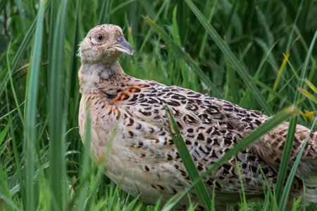 A close portrait of a female pheasant, Phasianus colchicus, as she stands in the long grass looking alertの写真素材