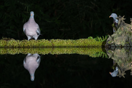 Taken at night with flash is a pair of wood pigeons. One is staring at the camera and the other is hiding behind a stump. They are reflected in the waterの写真素材