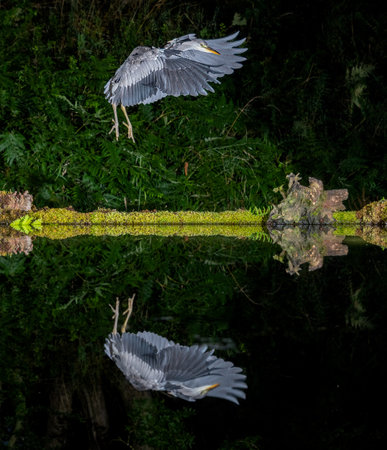 Captured at night, a grey. gray heron in flight with wings spread. It is coming in to land at a pool and is reflected in the waterの写真素材
