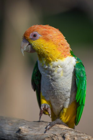 A portrait of a colourful white bellied caique also known as a white-bellied parrot, Pionites...