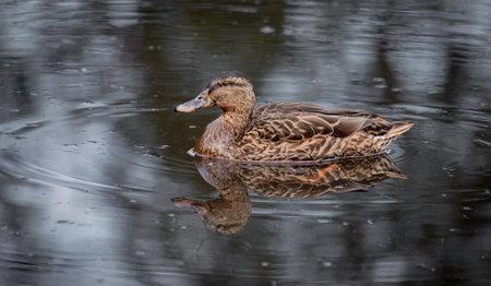 A picture of a female mallard as she is  swimming. She is reflected in the water and there is space...