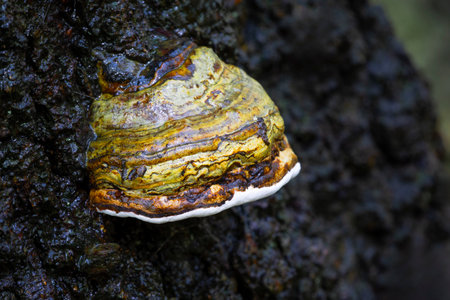 A close up of a formitopsis, bracket fungi. Also known as shelf or polypore fungi, it grows on...