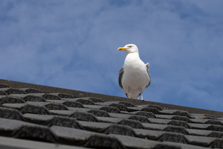 a herring gull is perched on top of a roof. It is taken against a beautiful blue sky. There is space for text around the imageの写真素材