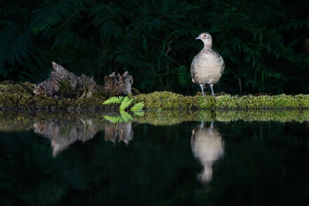 A female hen pheasant is captured in the late evening. It is standing by the edge of a pool and is reflected in the water. It was lit by flash lightの写真素材