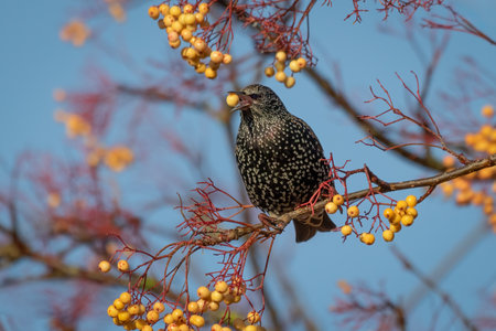 A close up of a starling, Sturnus vulgaris,  captured as it perches high in a tree feeding on the...