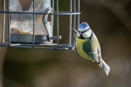 Captured on a bird feeder is a close up photograph of a common blue tit, Cyanistes caeruleus.There...
