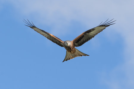 a close up of a red kite, milvus milvus as it is flying. The blue sky forms the background with...