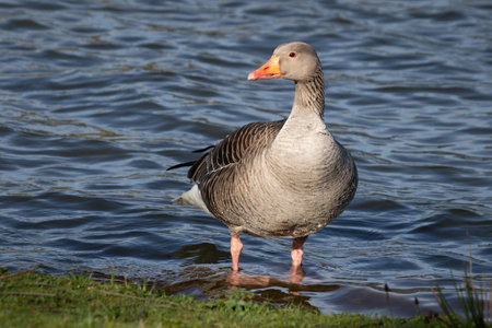 A close up of a grey lag goose, Anser anser, as it stands at the edge of a lake. The background is water with space for textの写真素材